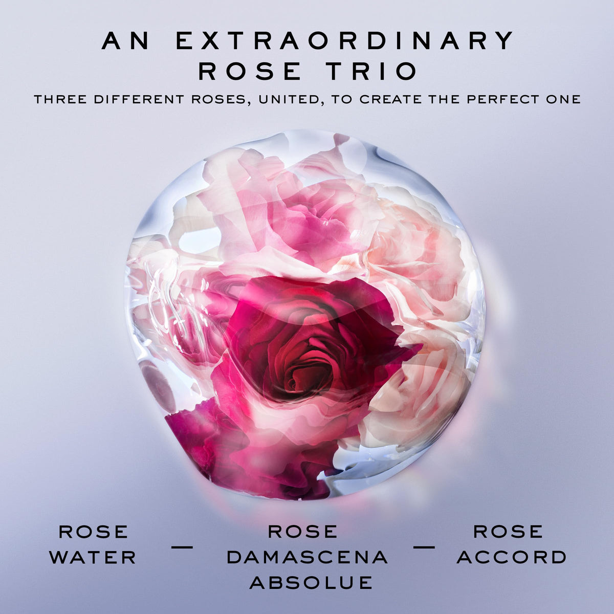 Lancôme La Vie Est Belle Rose Extraordinaire woody musk close up adds warmth and depth