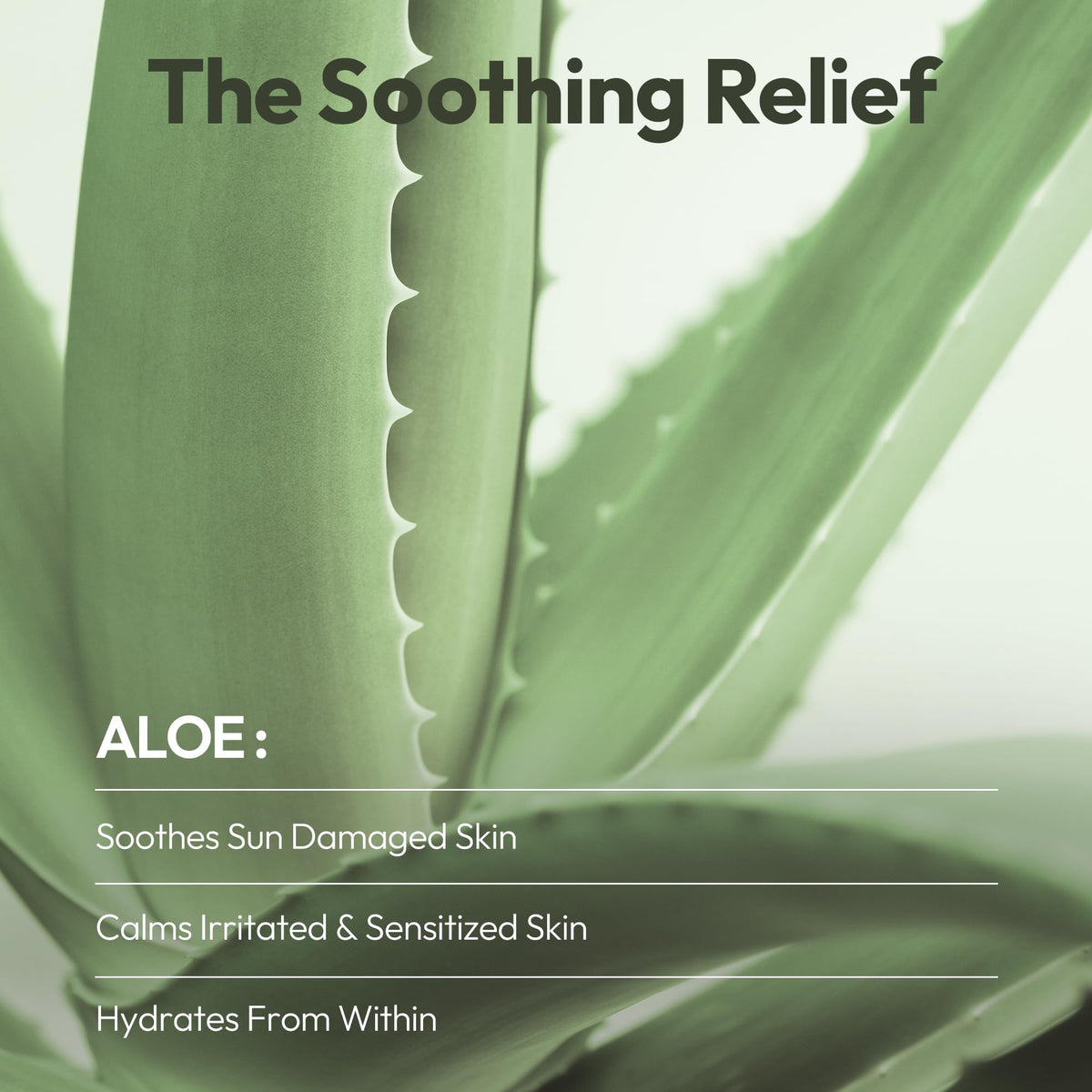 LAPCOS Aloe Sheet Mask packaging ready for spa night routine