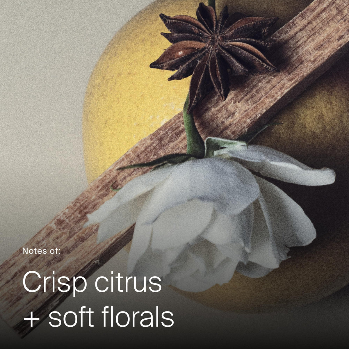 Living Proof Dry Shampoo pollution protection visualized on clean hair