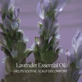 L'Occitane Aromachologie Gentle & Balance conditioner applying to hair for smoothing