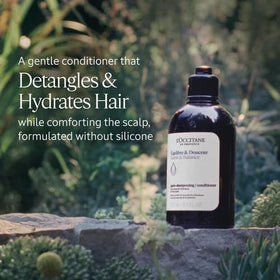 L'Occitane Aromachologie Gentle & Balance conditioner texture close-up for detangling