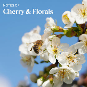 L'Occitane Cherry Blossom Shimmering Lotion close-up reveals iridescent veil on skin.