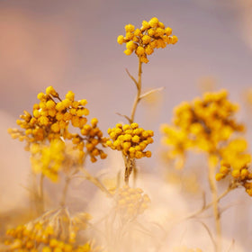 L'Occitane Immortelle Precious Essential Water applied on skin showing toning effect.