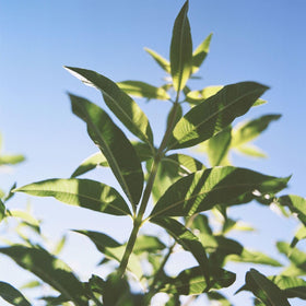 L'Occitane Verbena deodorant balm texture detail conveys breathable, non-clogging formula.