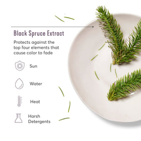Madison Reed Black Spruce Extract icon highlighting antioxidant protection for color