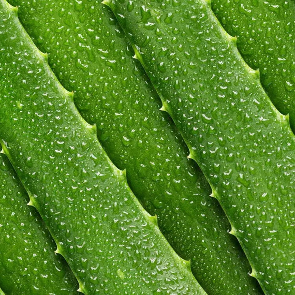 Ingredients focus on Aloe Vera and Glycerin in Mario Badescu Aloe Face Moisturizer for hydration.