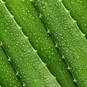 Ingredients focus on Aloe Vera and Glycerin in Mario Badescu Aloe Face Moisturizer for hydration.