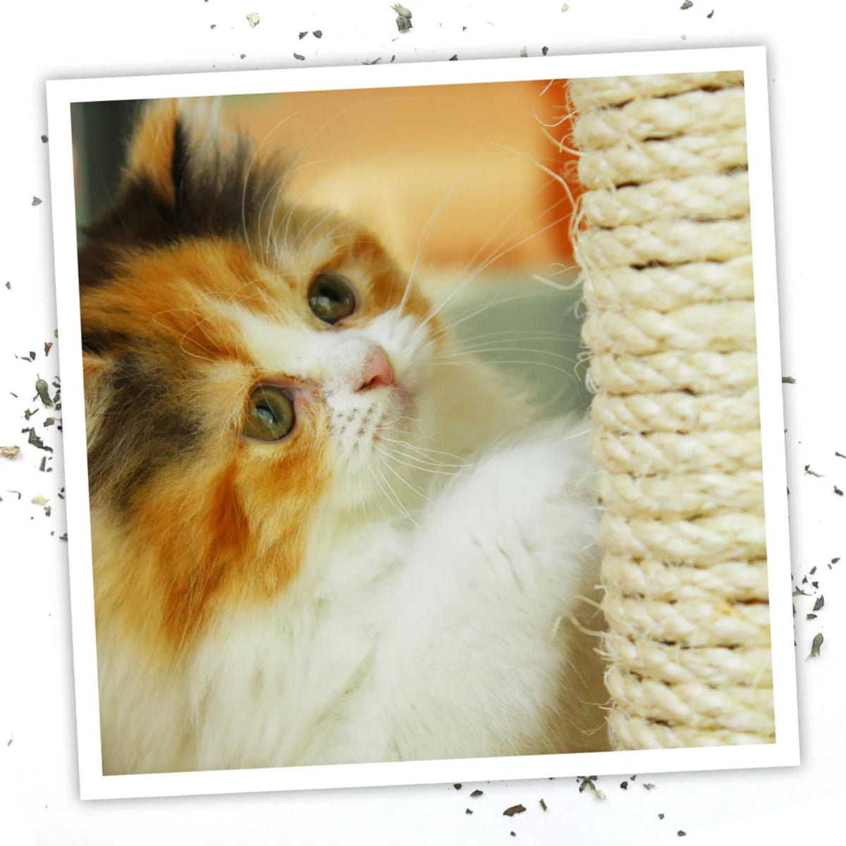 Meowijuana Catnip & Silvervine Spray Trio beside a cozy perch invites relaxation.