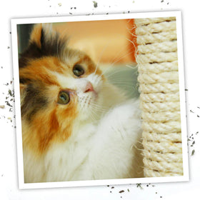 Meowijuana Catnip & Silvervine Spray Trio beside a cozy perch invites relaxation.