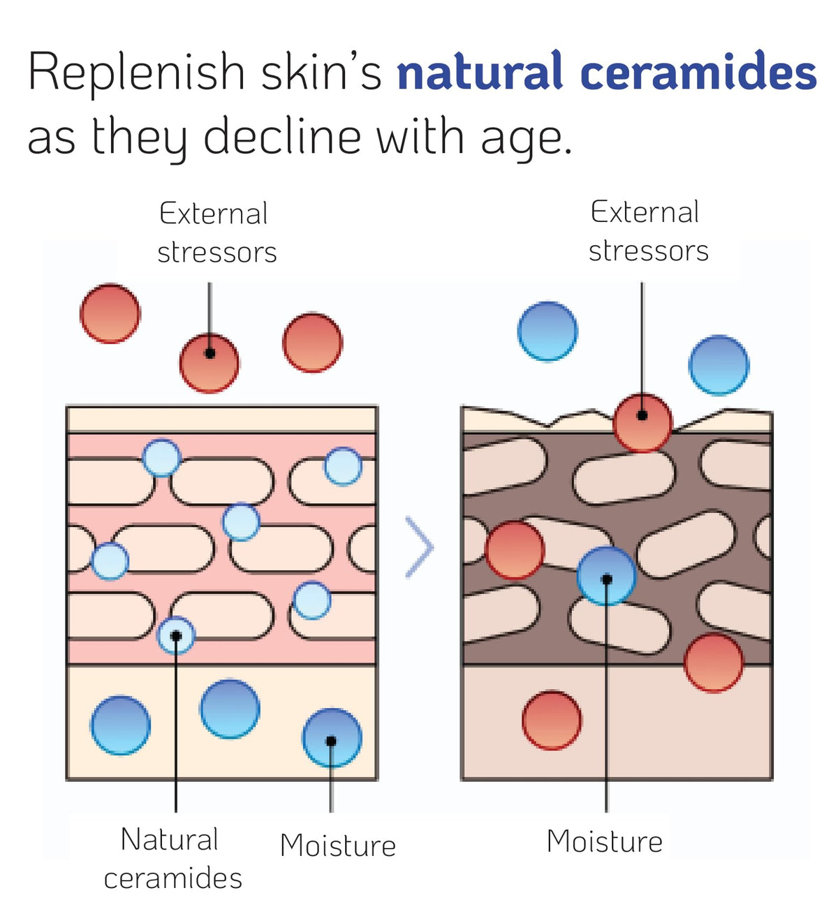 Nano Recipe ceramide concentrate mixed with moisturizer demonstrates easy customization.