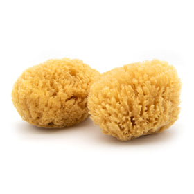 Neptune Caribbean Sea Sponge 2 Pack extra large for gentle daily cleansing