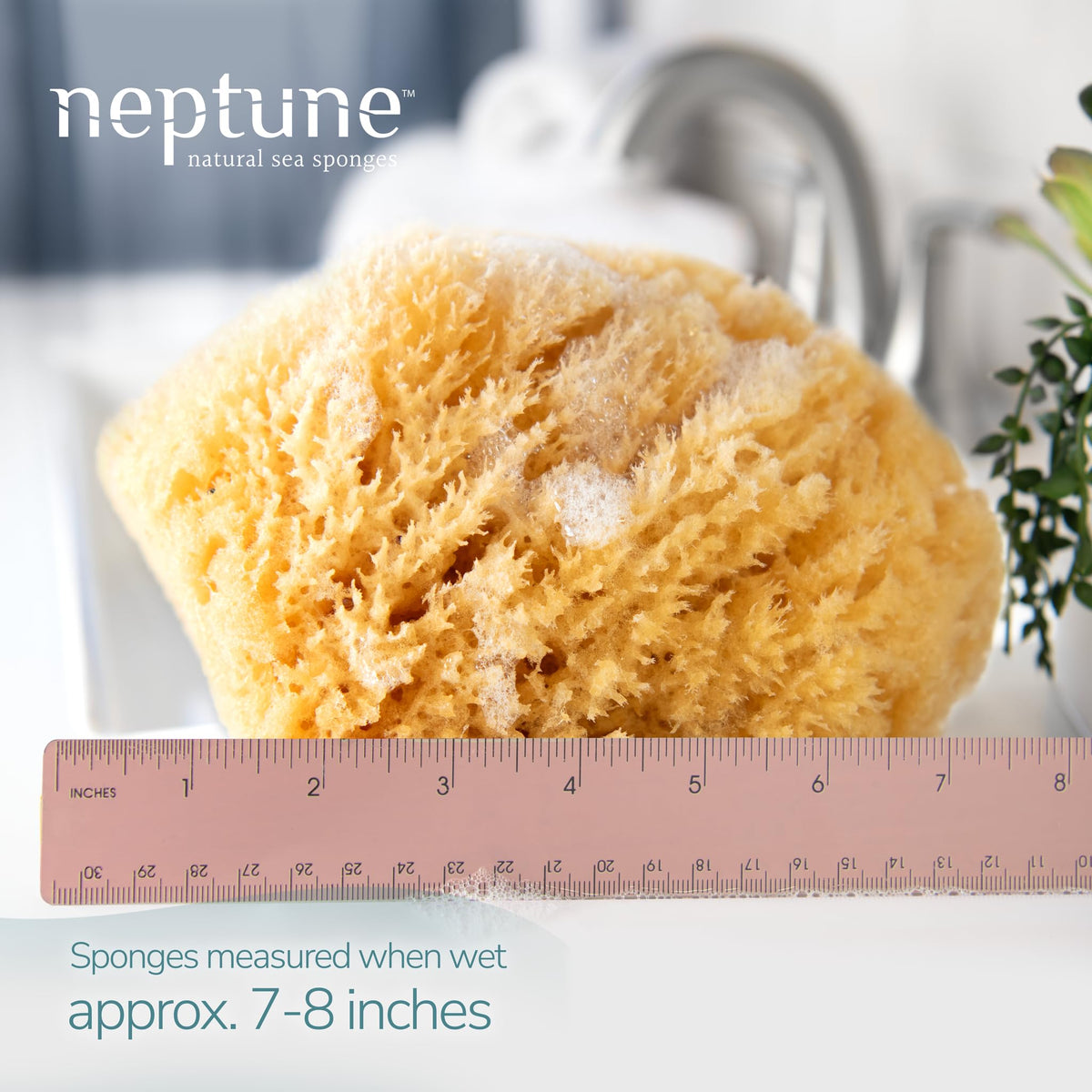 Neptune Caribbean Sea Sponge 2 Pack hand processed for soft exfoliation and touchable skin