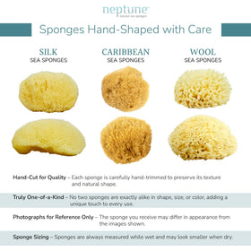 Neptune Caribbean Sea Sponge 2 Pack seven eight inch size ideal for facial and full-body cleansing