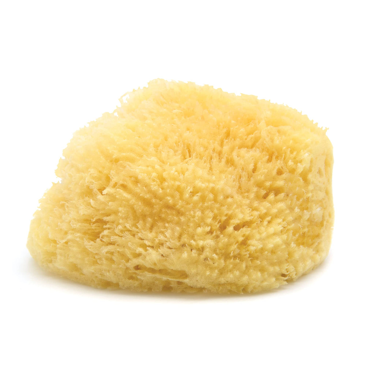 Neptune Caribbean sea sponge, extra-large, ideal for full-body cleansing and gentle exfoliation.
