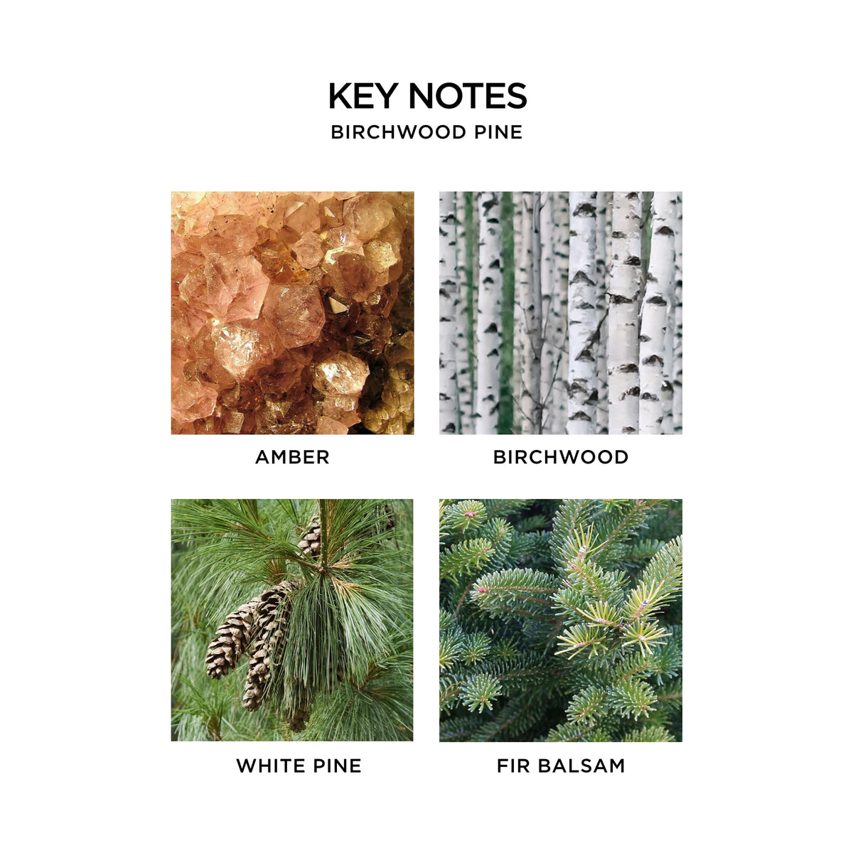 NEST New York Birchwood Pine liquid soap fragrance swatch reveals musk and amber notes.