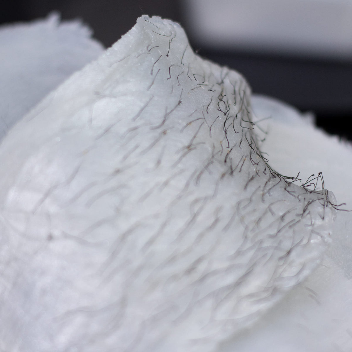 Nova Wax full-body waxing at home with salon-like results