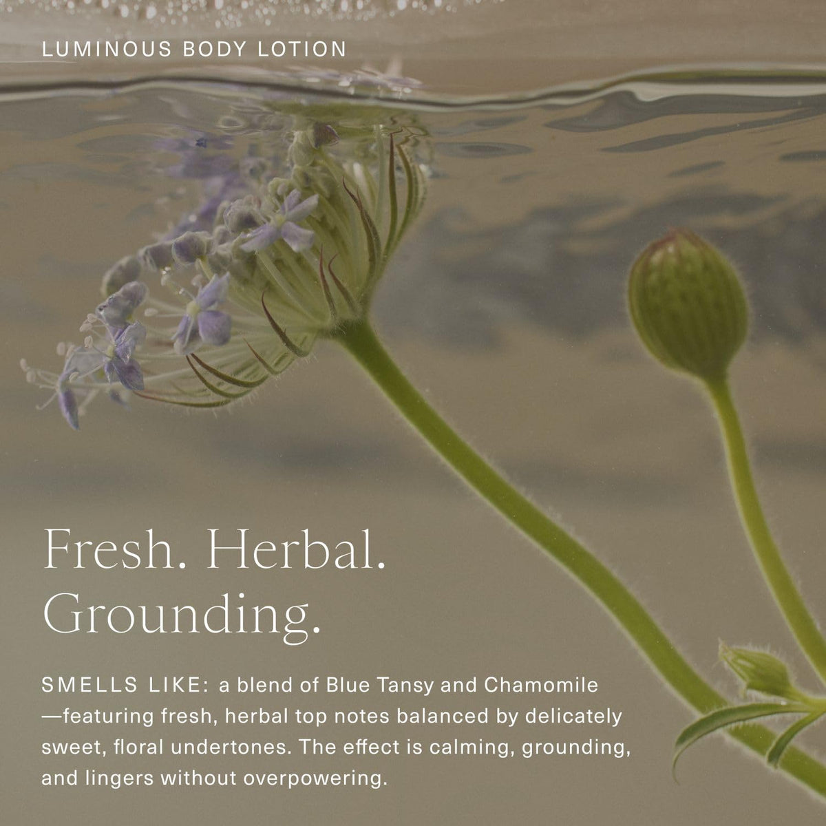 Luxurious glass bottle of Oak Essentials Luminous Body Lotion on display