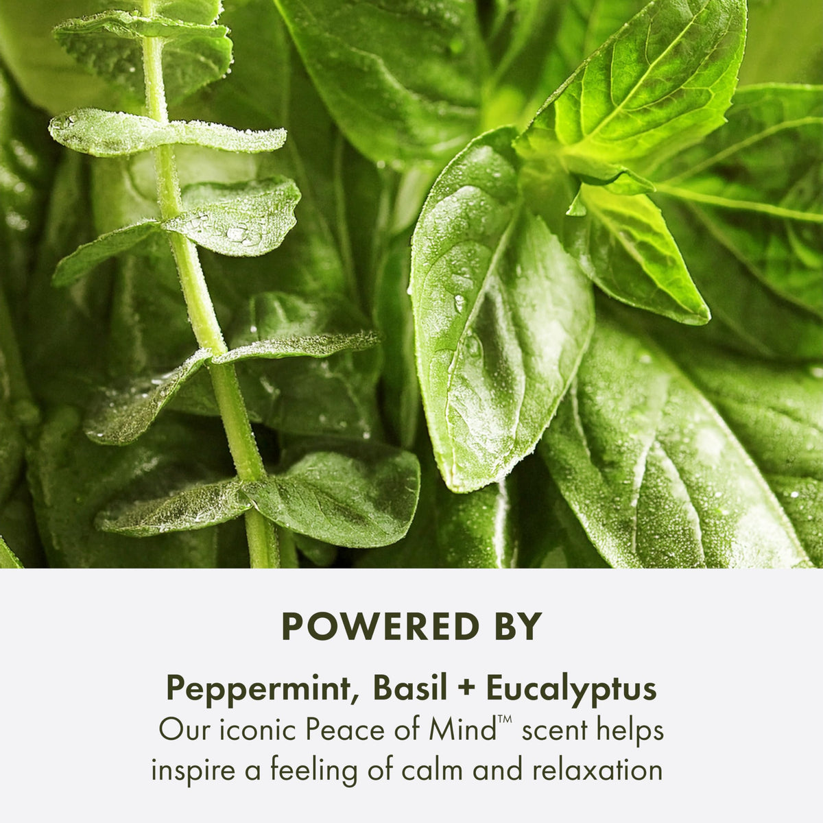 Origins Peace of Mind Scrub vegan formula with calming peppermint and eucalyptus.