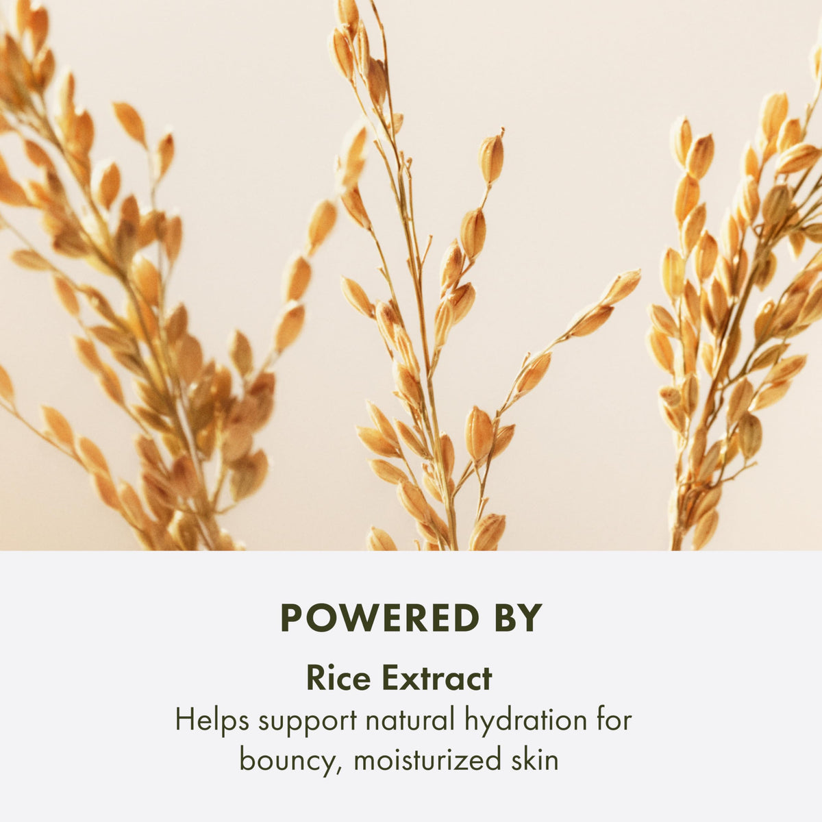 Origins Plantscription on dresser supports daily hydration and smoother skin.