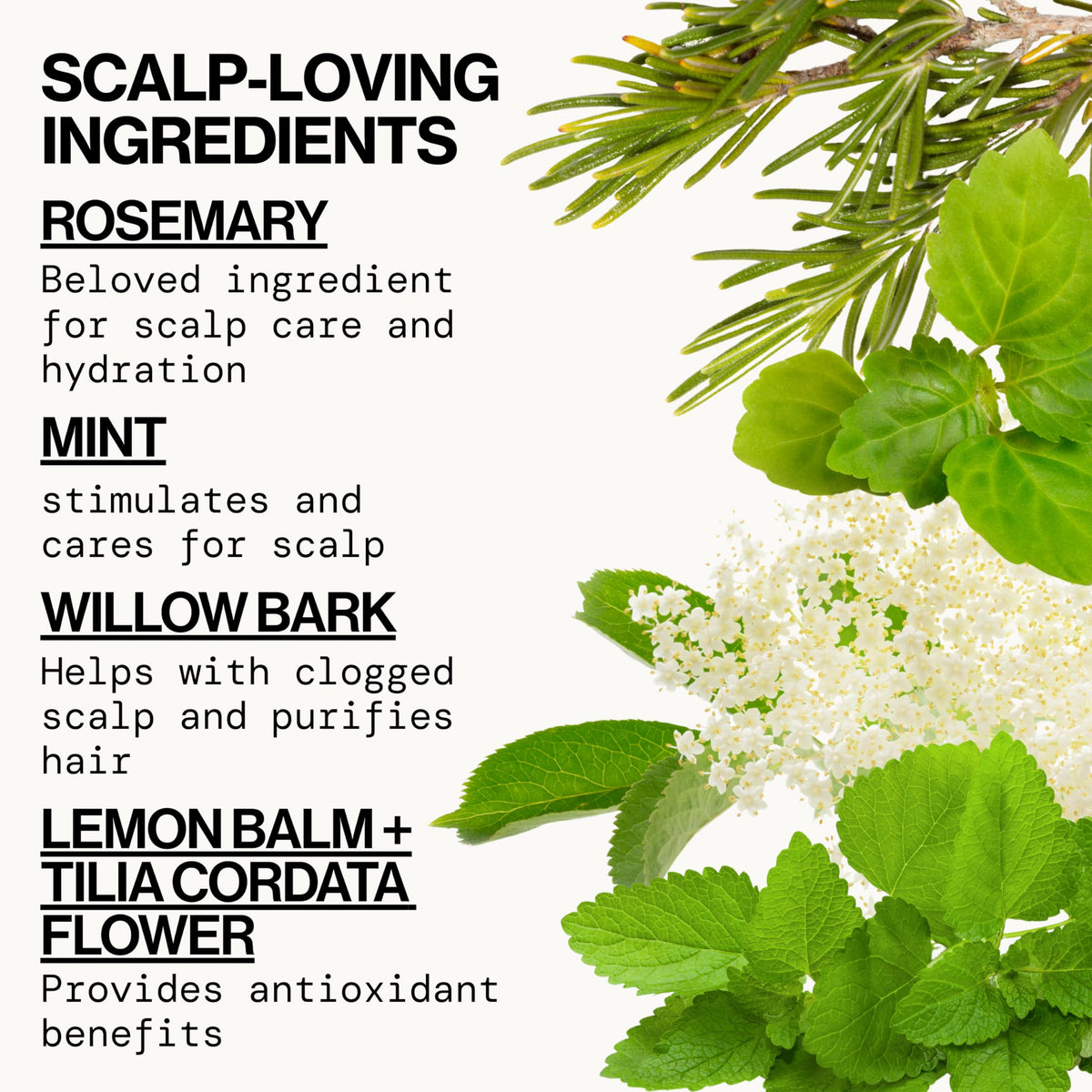 Pacifica Rosemary Mint scent visual suggests spa-like mint aroma.