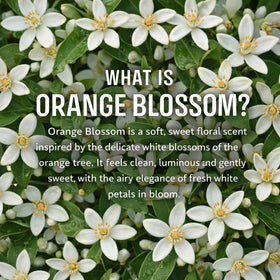 Panier des Sens Orange Blossom scent spray closeup emphasizes premium perfumery quality