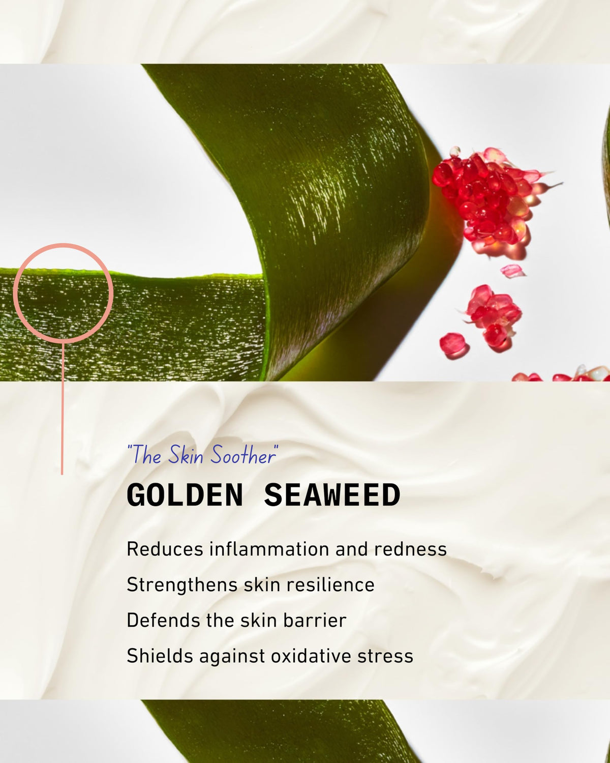 Golden Seaweed Extract in Pash Skin Protection supports barrier integrity and moisture retention.