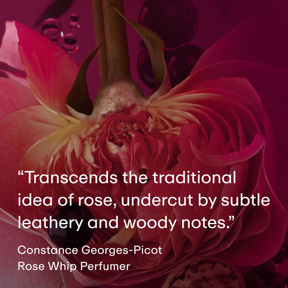 PHLUR Rose Whip heart notes close-up featuring rose and osmanthus.