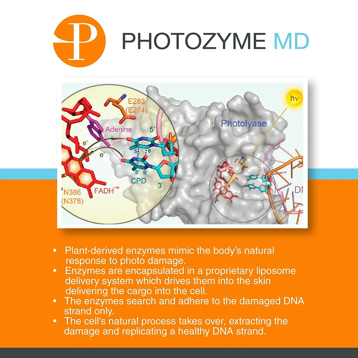 Visual suggesting sun protection and DNA enzymes in formula.