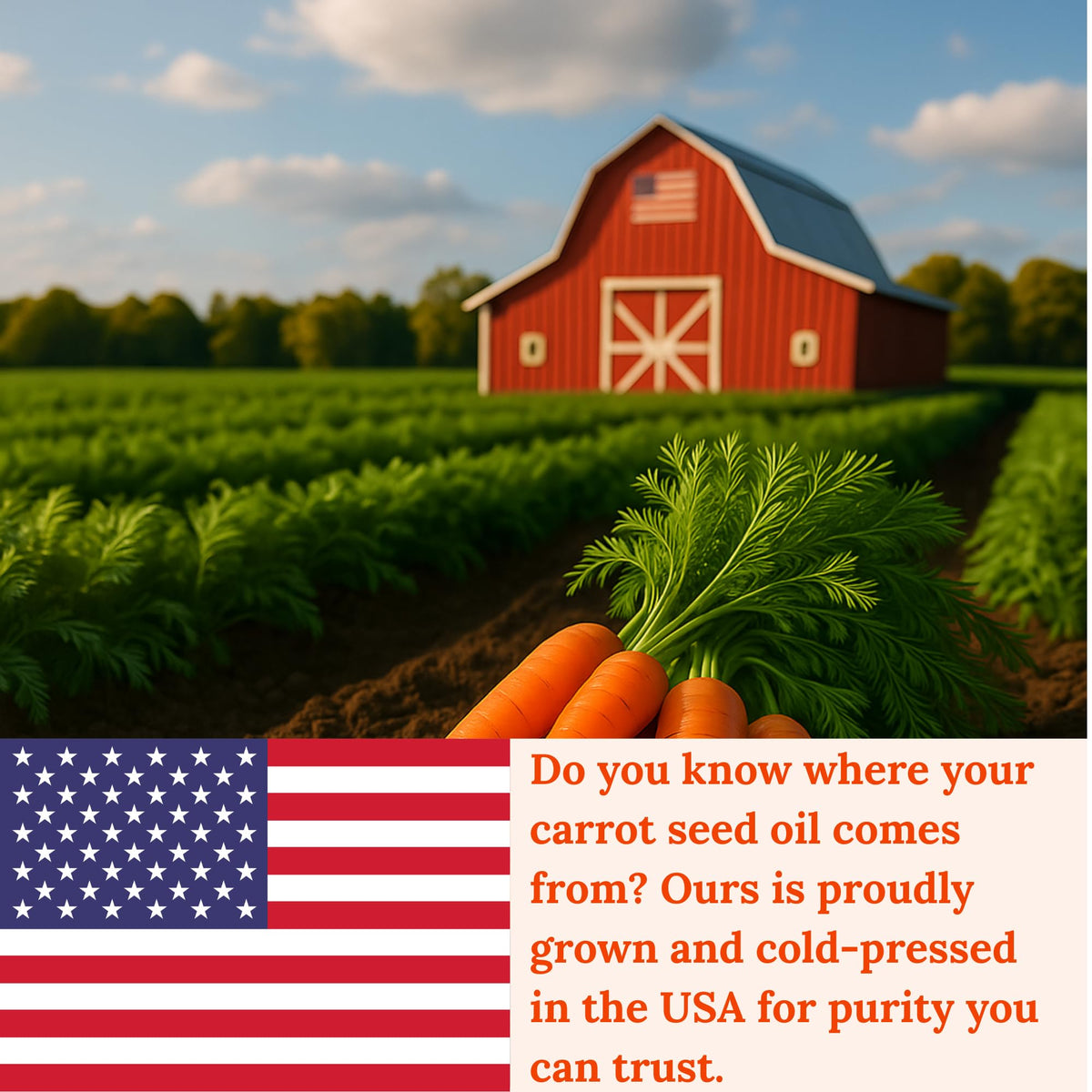 Pomberries Carrot Seed Oil label detail highlights USA-made, small-batch quality.