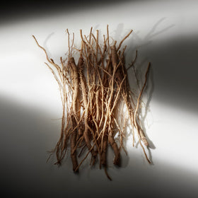 Clary Sage leaf detail highlights Ralph's Club aromatic character.