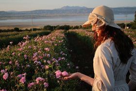 Rosense Turkish rose Damascena origin emphasizing authentic scent from Isparta