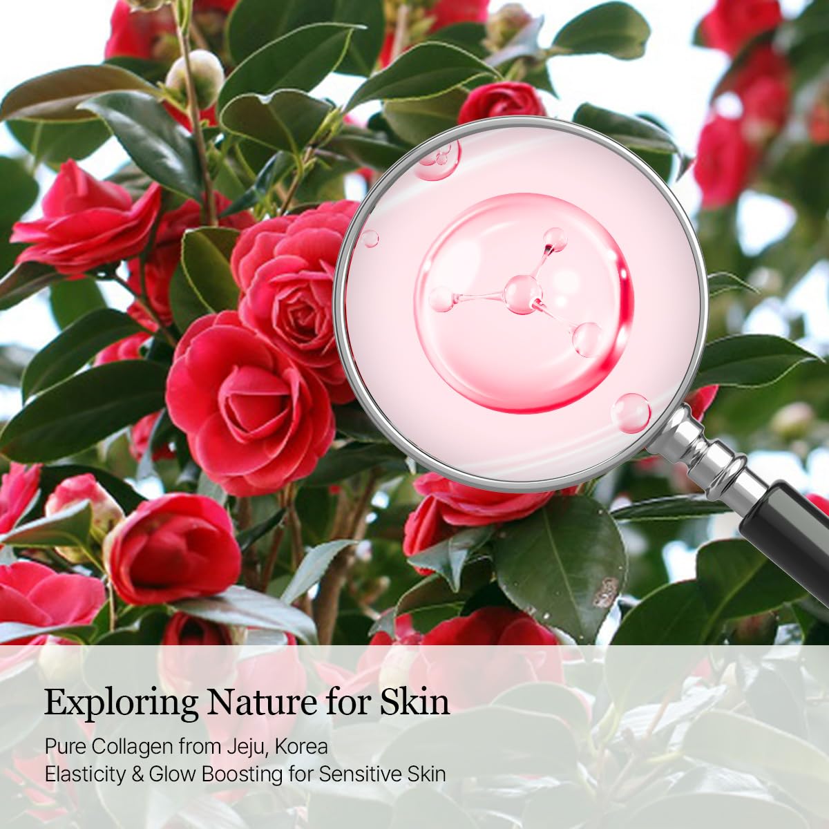 ROUND LAB Camellia Collagen PDRN Milky Toner application on skin suggests gentle routine.