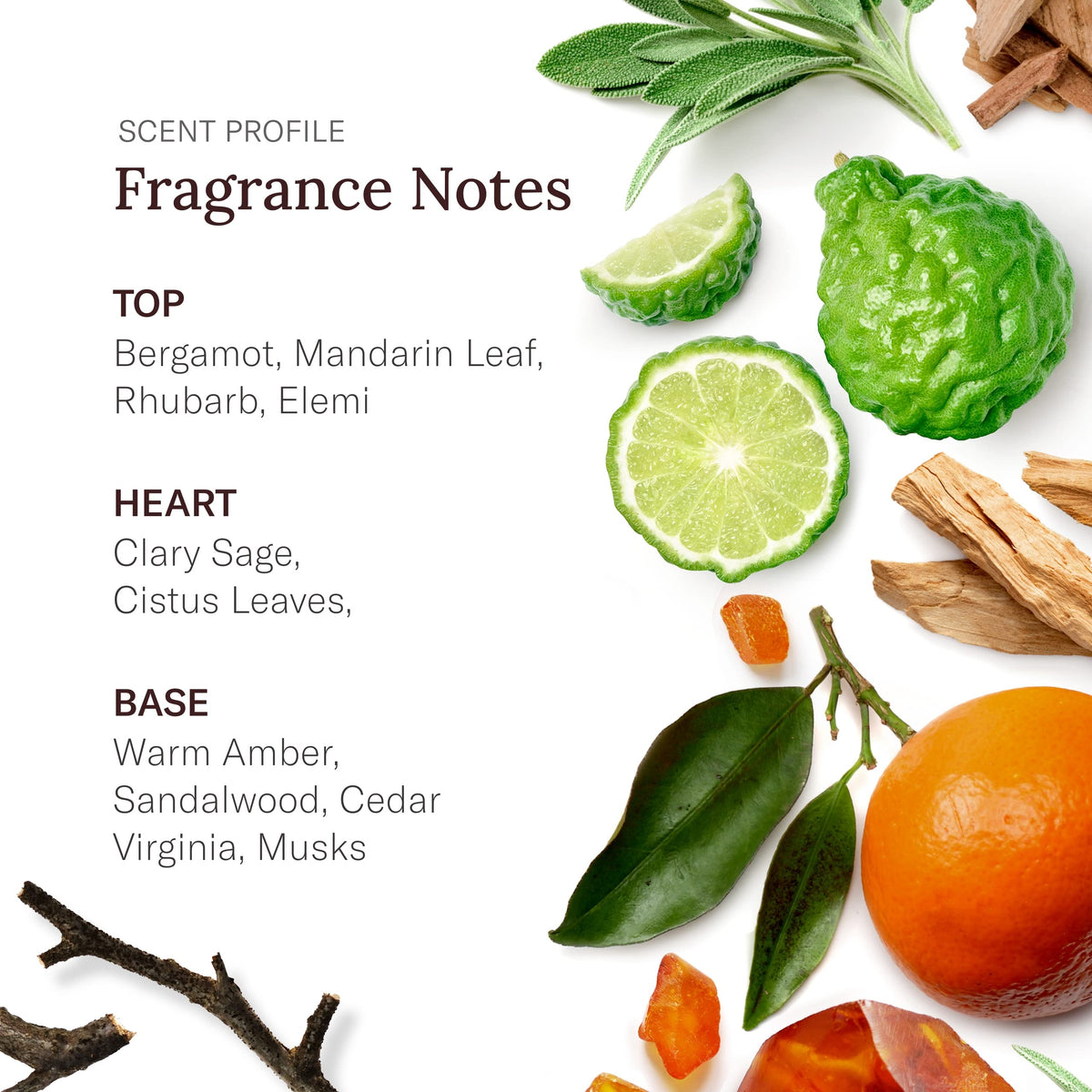 SCENT BEAUTY Stetson Spirit scent notes closeup showcases masculine fragrance profile.