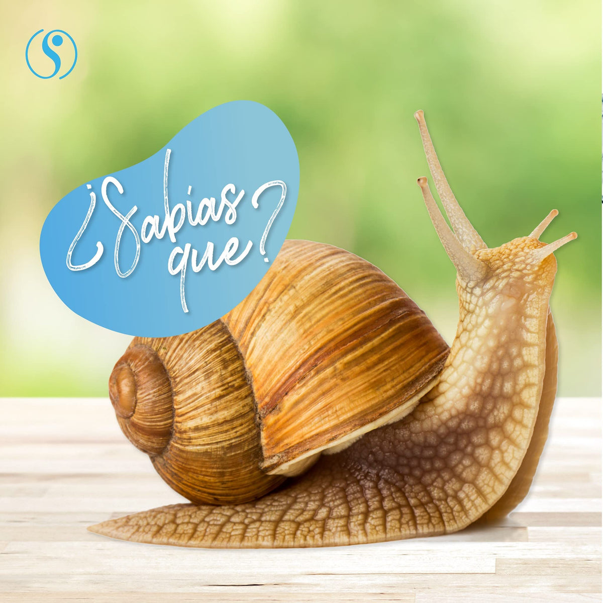 Sheló NABEL snail cream face application on fingertips for soothing moisture