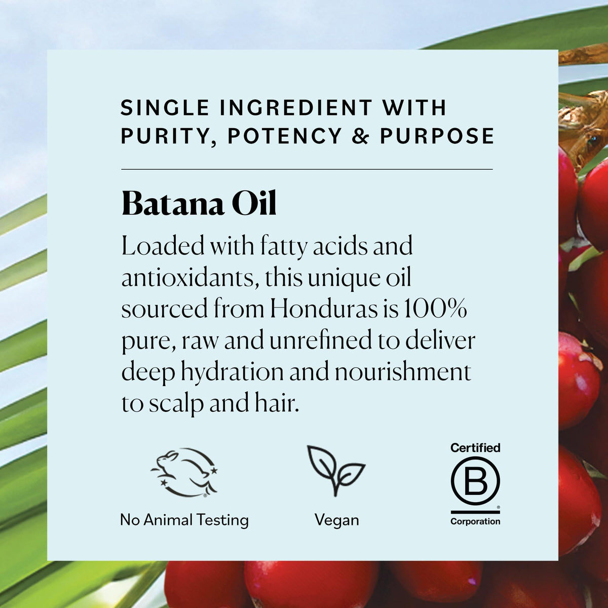 Sky Organics Batana Oil batch color and aroma range illustrates natural variability.