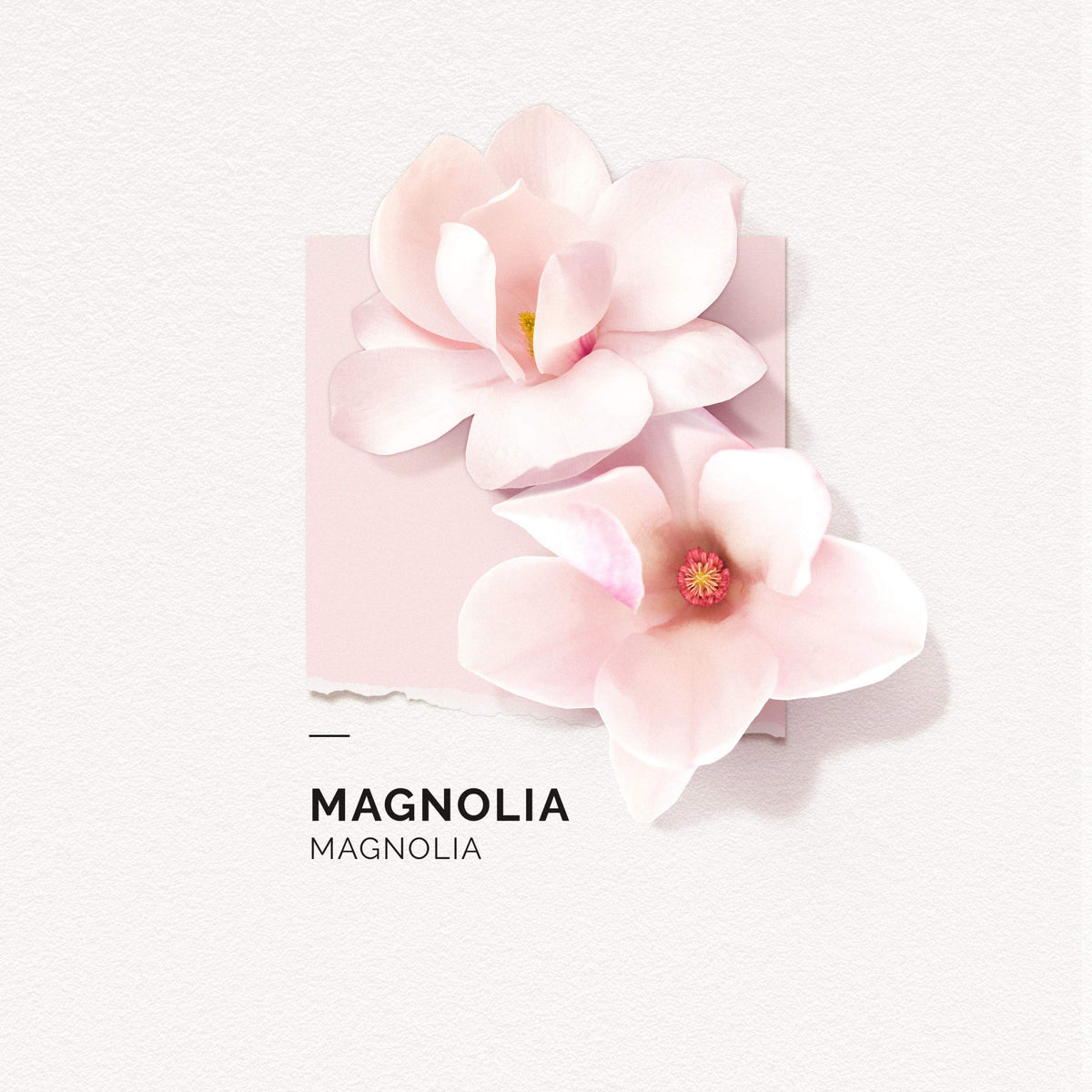 Solinotes Magnolia on skin emits serene, lasting floral aura.