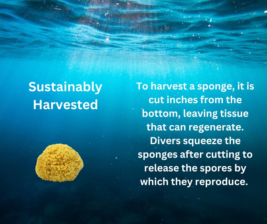 Spa Destinations sea wool sponge care guide helps keep fibers clean