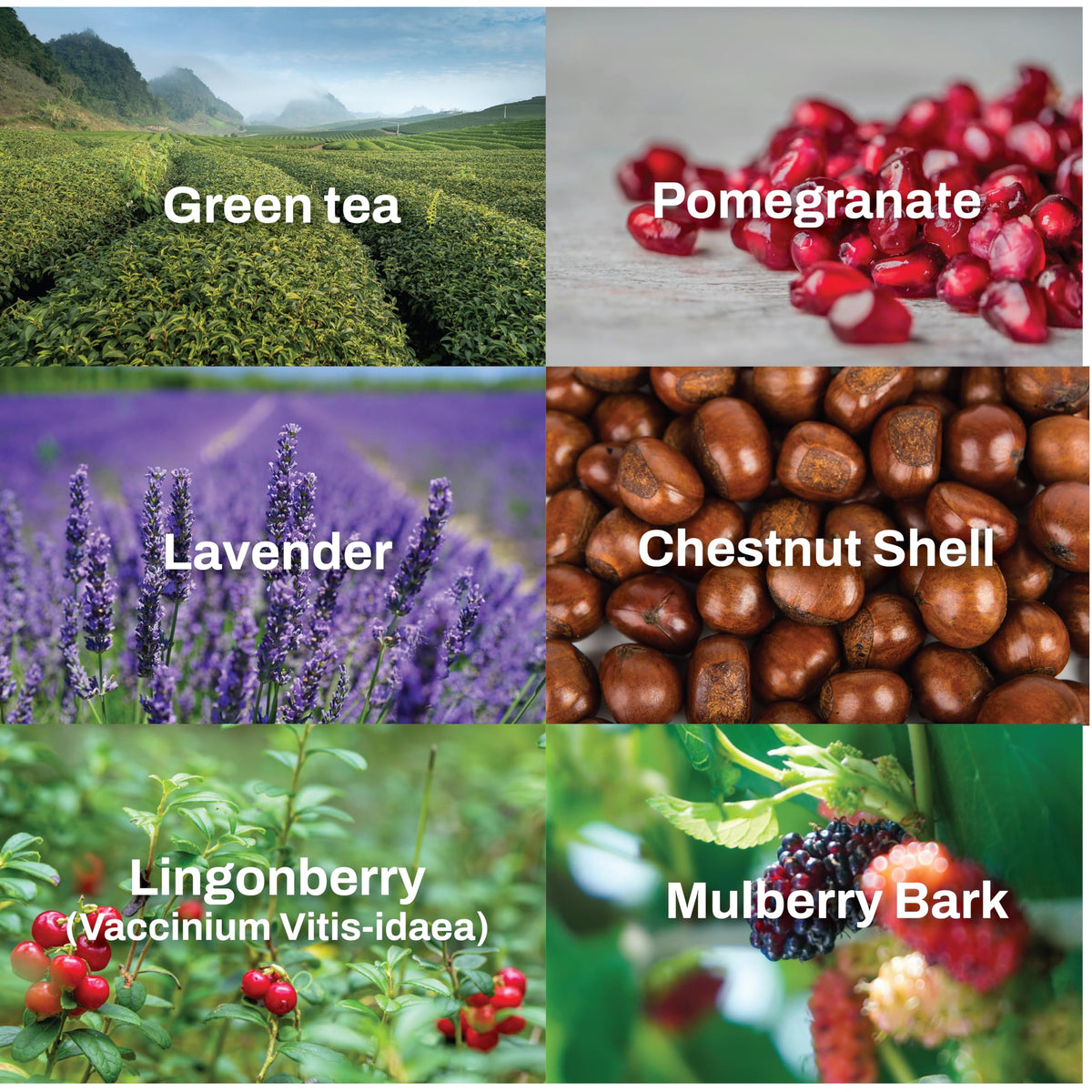 SUMSAE made-in-Korea formulation scene with premium ingredients and R&D