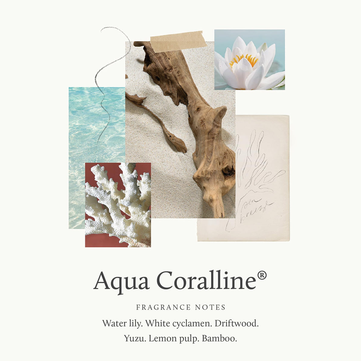 Close-up of Aqua Coralline lotion texture for velvety, non-greasy skin.