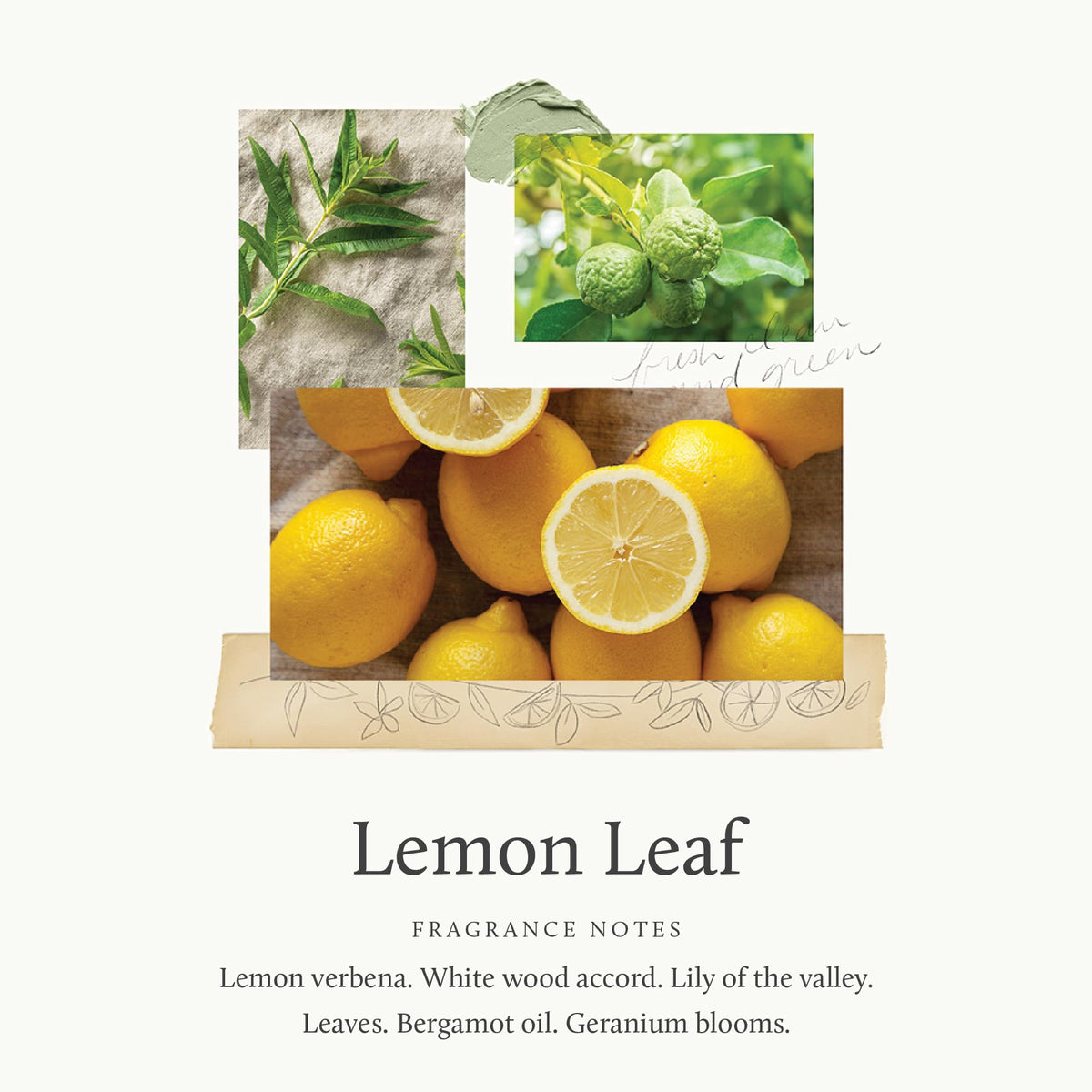 Close-up of Thymes Lemon Leaf fragrance with citrusy, uplifting scent.