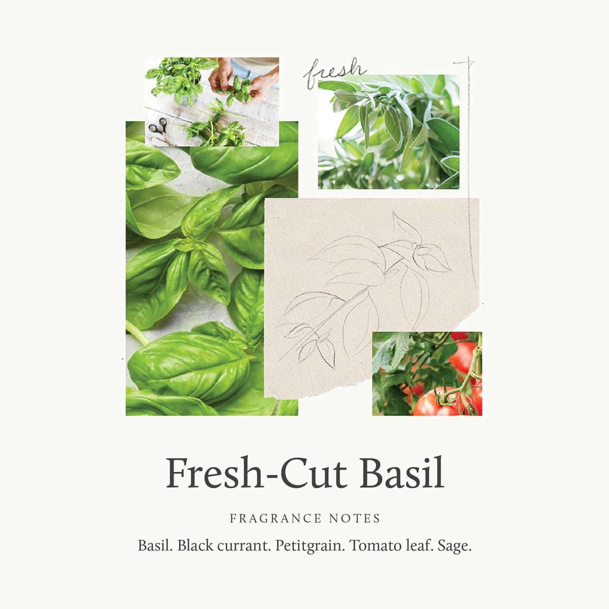 Thymes packaging with Fresh-Cut Basil botanicals conveys premium hand care design.