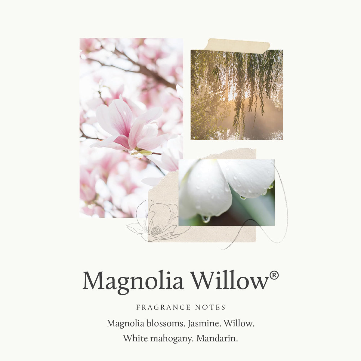 Thymes Magnolia Willow fragrance notes highlight willow and magnolia for a fresh scent