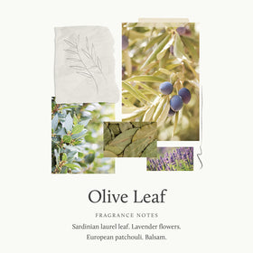 Thymes Olive Leaf fragrance close-up suggests herbaceous daily ritual.