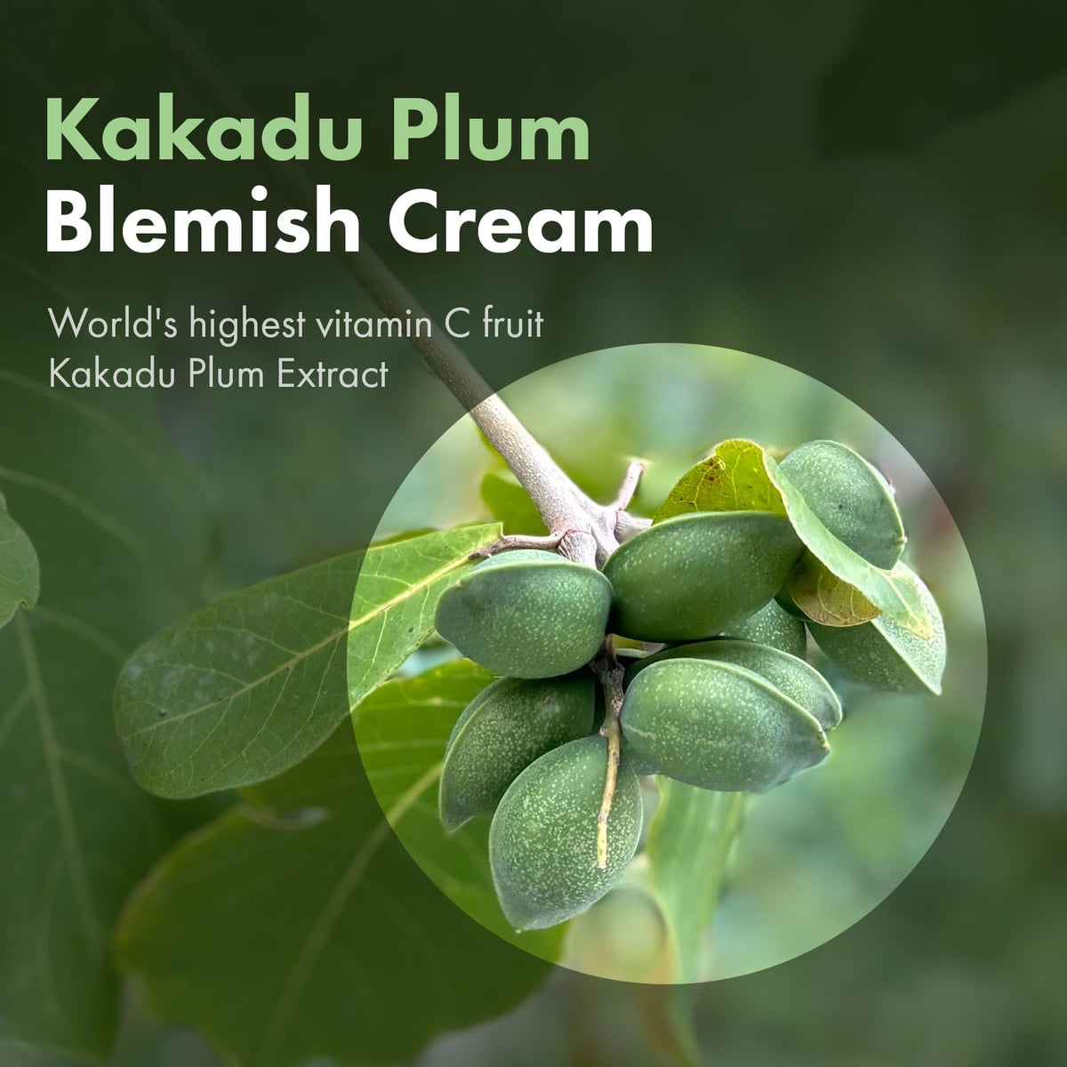 TOSOWOONG Kakadu Plum Blemish Cream for twice daily routine and daily care.