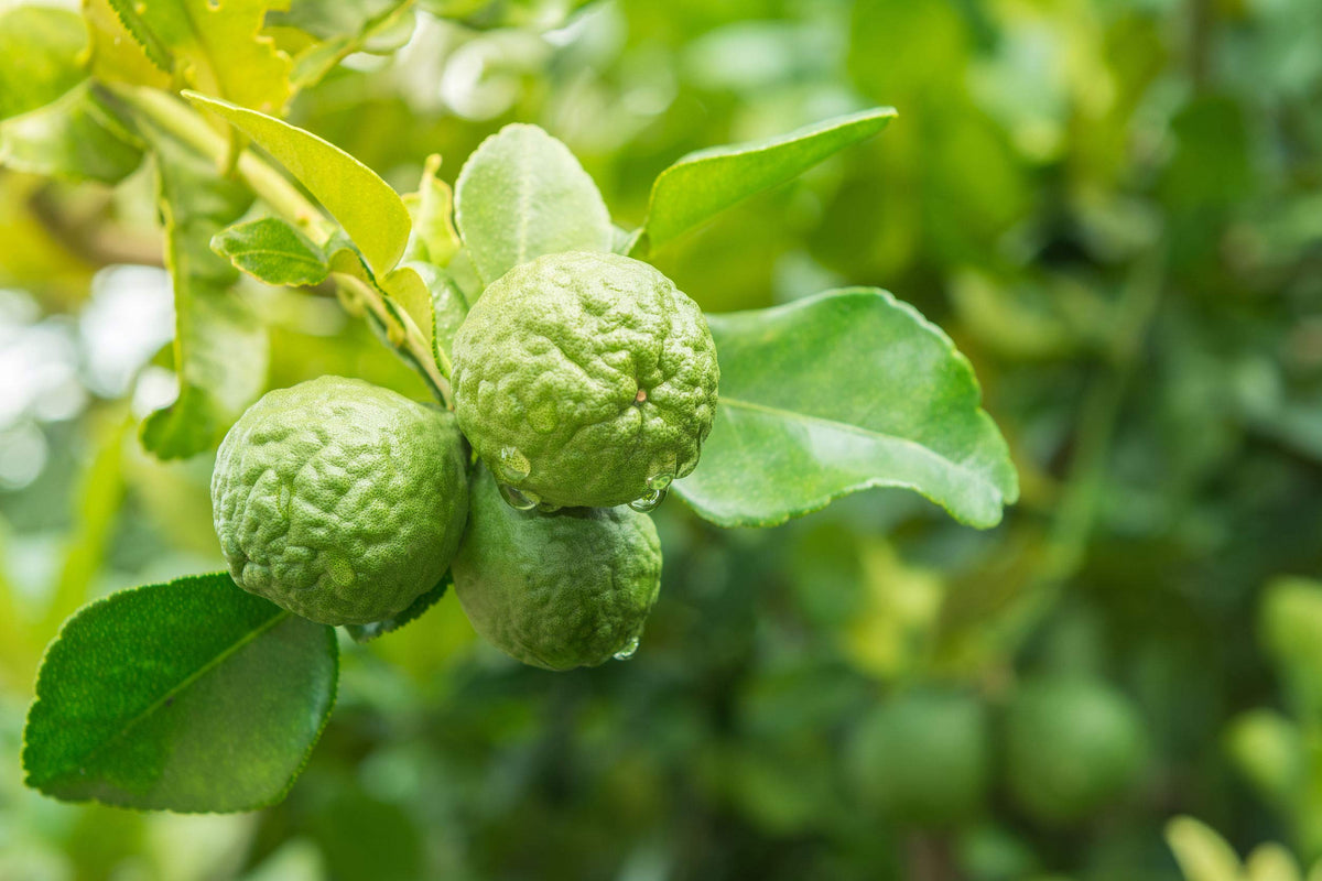 US Organic bergamot oil diffuser blend idea for calming spaces.