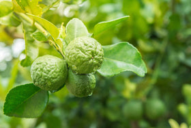 US Organic bergamot oil diffuser blend idea for calming spaces.