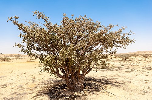 Origin resin sourced in India for authentic aroma