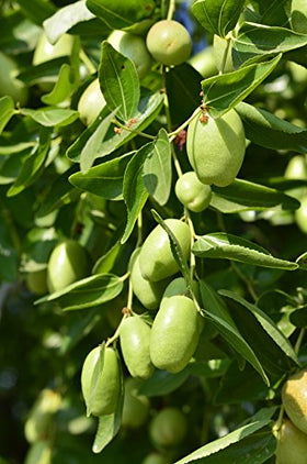 US Organic Jojoba Oil ingredients — single-ingredient formula with no additives.
