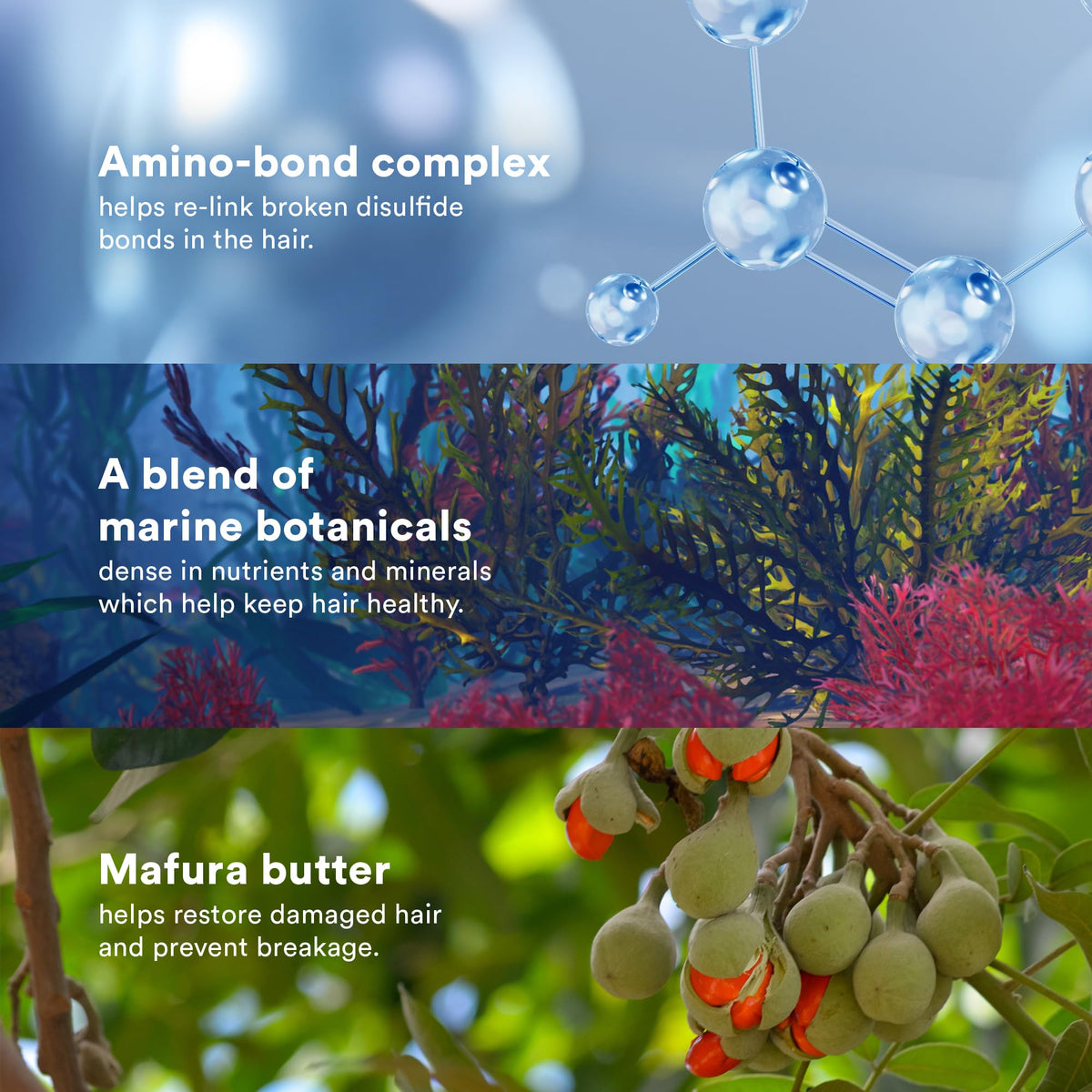 VERB Bonding Shampoo marine botanical blend illustration featuring red and brown algae