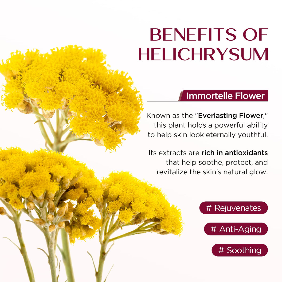 Vigority Helichrysum balm two-pack packaging ready for routine use